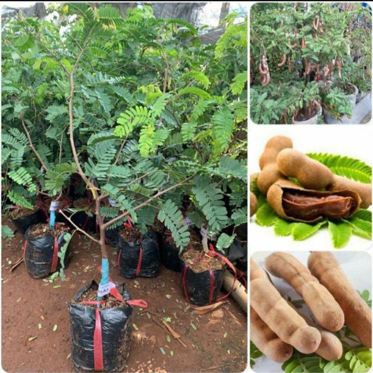 Mua cây giống me Thái ở đâu?