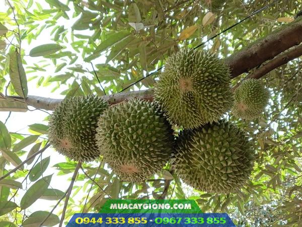 Kỹ thuật trồng sầu riêng black thorn