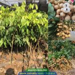 Mua cây giống nhãn hương chi ở đâu?
