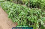 Giá bán và địa chỉ cung cấp giống nhãn hương chi
