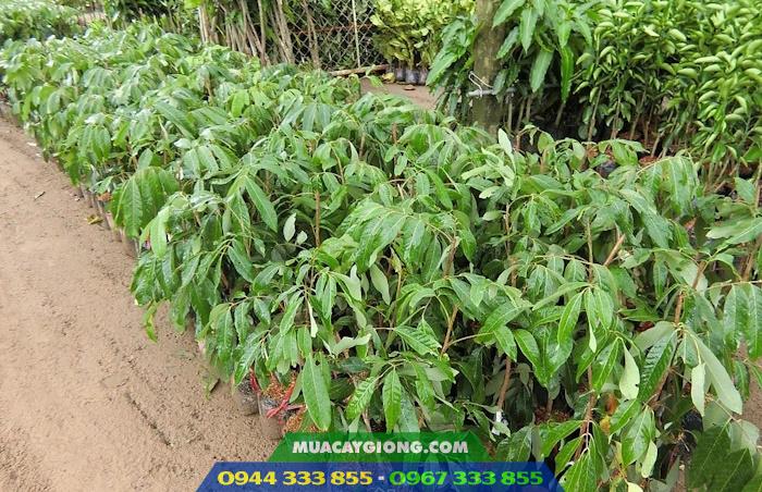 Giá bán và địa chỉ cung cấp giống nhãn hương chi