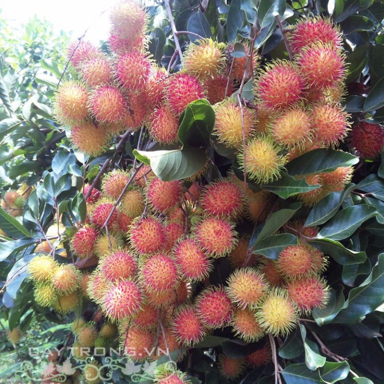 Đặc điểm và kỹ thuật trồng chôm chôm Thái