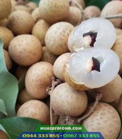 Giống nhãn hương chi - Nguồn gốc, kỹ thuật trồng và địa chỉ cung cấp