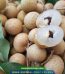 Giống nhãn hương chi - Nguồn gốc, kỹ thuật trồng và địa chỉ cung cấp