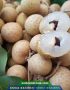 Giống nhãn hương chi - Nguồn gốc, kỹ thuật trồng và địa chỉ cung cấp