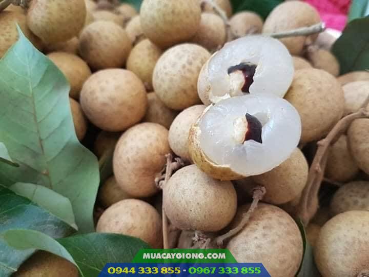Giống nhãn hương chi - Nguồn gốc, kỹ thuật trồng và địa chỉ cung cấp