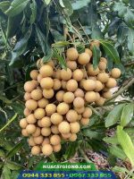 Đặc điểm và kỹ thuật trồng giống nhãn hương chi