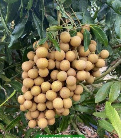 Đặc điểm và kỹ thuật trồng giống nhãn hương chi