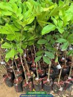 Giá bán và địa chỉ cung cấp giống chôm chôm Thái