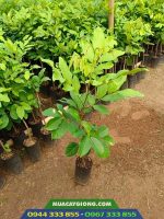 Mua cây giống chôm chôm Thái ở đâu?
