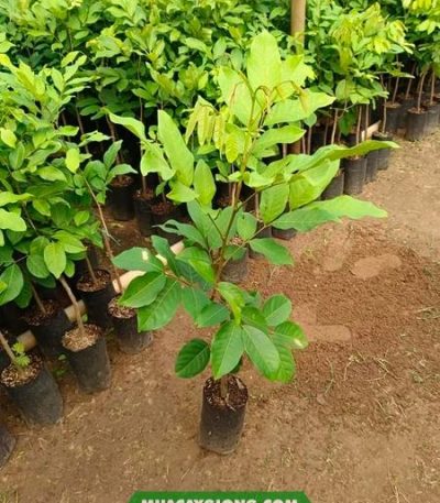 Mua cây giống chôm chôm Thái ở đâu?