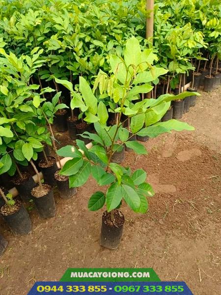 Mua cây giống chôm chôm Thái ở đâu?