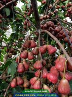 Đặc điểm và kỹ thuật trồng mận hồng MST
