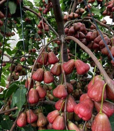 Đặc điểm và kỹ thuật trồng mận hồng MST