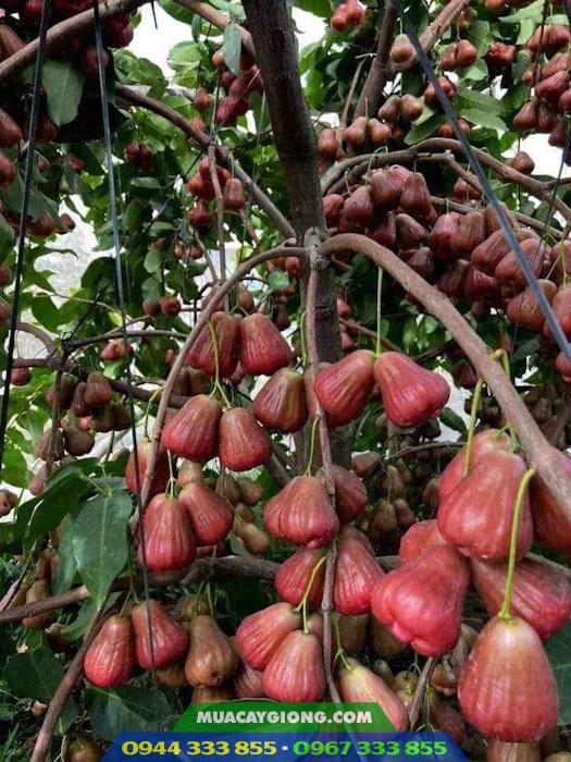 Đặc điểm và kỹ thuật trồng mận hồng MST