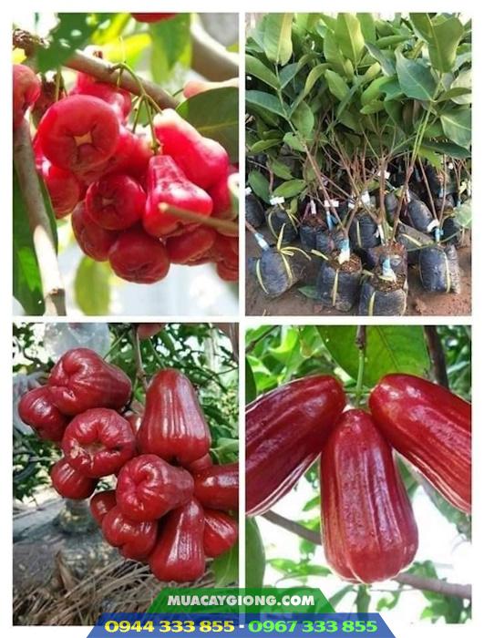 Mua giống cây mận hồng MST (Mận hồng Sóc Trăng) ở đâu?