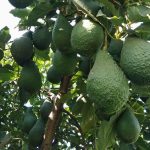 Kỹ thuật trồng bơ năng suất cao