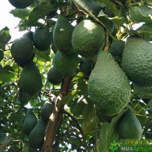 Kỹ thuật trồng bơ năng suất cao