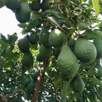 Cung cấp cây giống bơ Pinkerton (bơ pin)