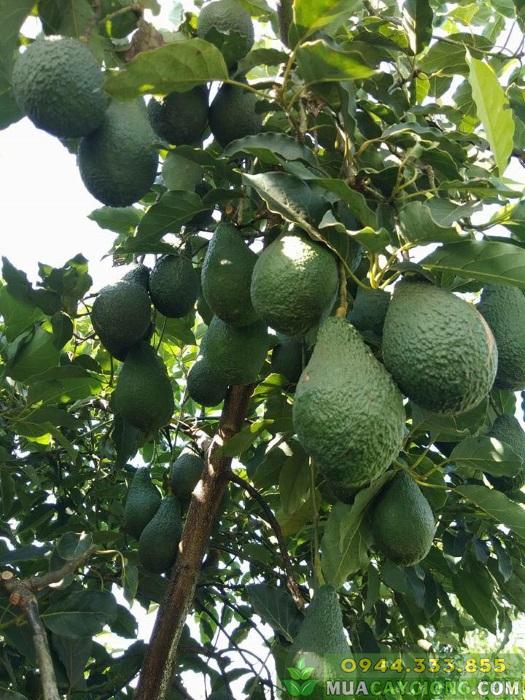 giong_bo_pinkerton Cung cấp cây giống bơ Pinkerton (bơ pin)