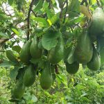 Giống bơ tứ quý Đức Huấn - Nguồn: Facebook - Đức Huấn Nguyễn