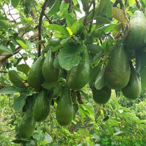 Giống bơ tứ quý Đức Huấn - Nguồn: Facebook - Đức Huấn Nguyễn