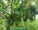 Giống bơ tứ quý Đức Huấn - Nguồn: Facebook - Đức Huấn Nguyễn