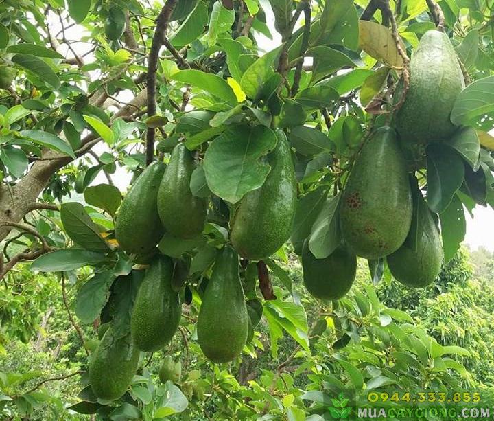 giong_bo_tu_quy_duc_huan Giống bơ tứ quý Đức Huấn - Nguồn: Facebook - Đức Huấn Nguyễn