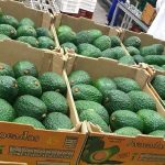 Phân loại các giống bơ phổ biến hiện nay
