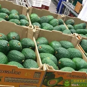 Phân loại các giống bơ phổ biến hiện nay