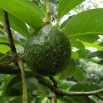 Sâu bệnh thường gặp trên cây bơ