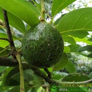 Sâu bệnh thường gặp trên cây bơ