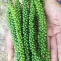Bán cây giống tiêu Srilanka