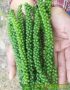 Bán cây giống tiêu Srilanka