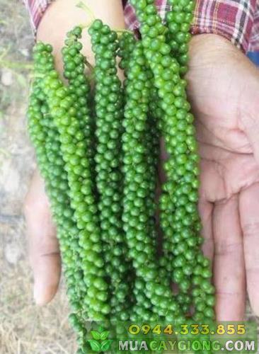 giong_tieu_moi_tieu_sri_lanka Bán cây giống tiêu Srilanka