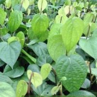 Cây giống tiêu trâu
