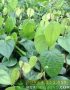 Cây giống tiêu trâu