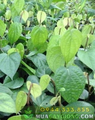 giong_tieu_trau Cây giống tiêu trâu