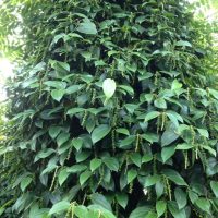Bán tiêu giống vĩnh linh