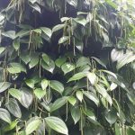Hướng dẫn kỹ thuật trồng và chăm sóc cây tiêu