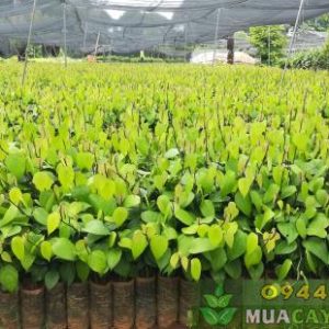 Kỹ thuật ươm tiêu