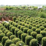 Các loại trụ trồng tiêu