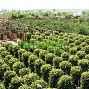 Các loại trụ trồng tiêu