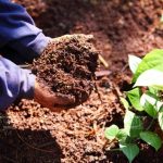 Cách trồng tiêu: Chuẩn bị đất trồng tiêu