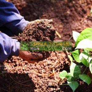 Cách trồng tiêu: Chuẩn bị đất trồng tiêu