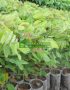 Cây giống muồng đen