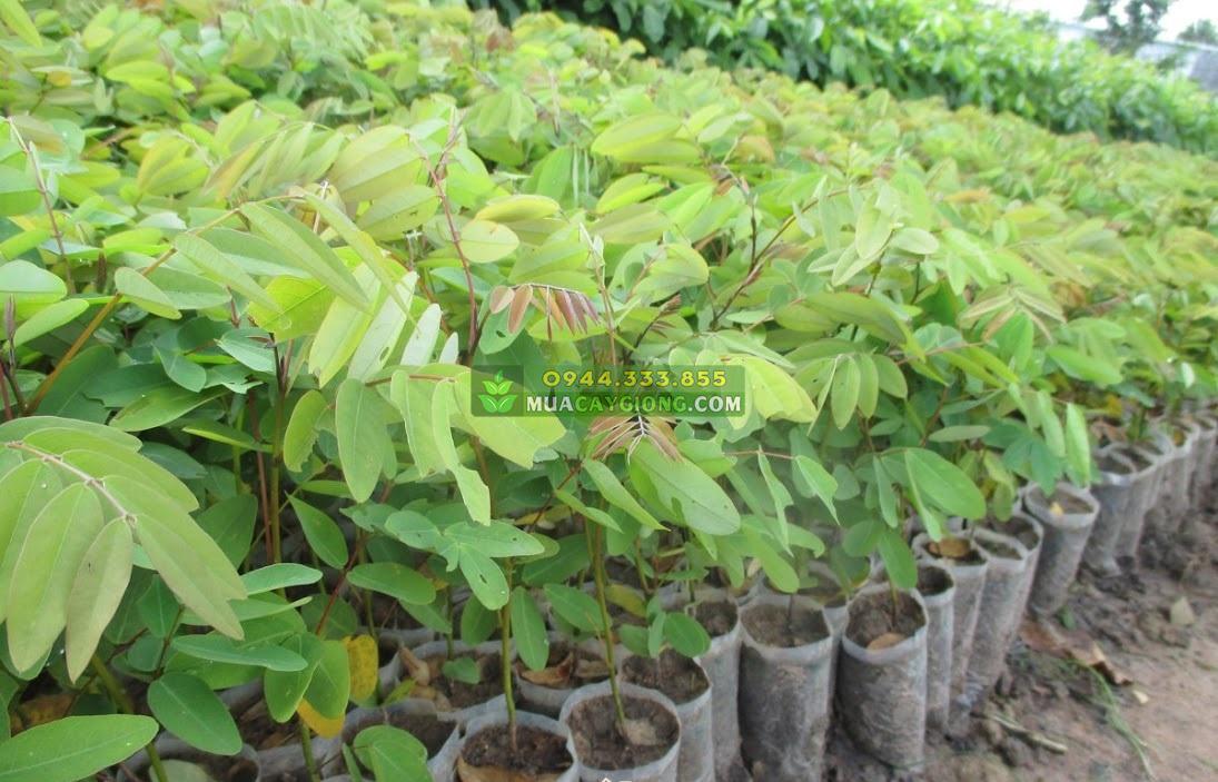 cay-giong-muong-den Cây giống muồng đen