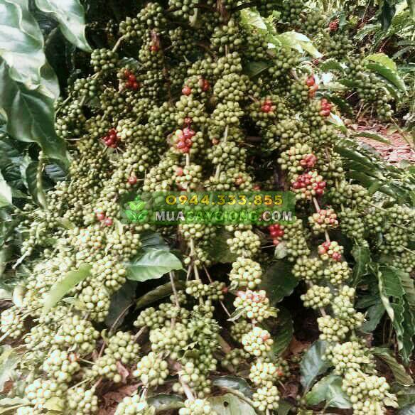 giong_ca_phe_138_tr4 Cây giống cà phê TR4 (Cà phê 138) - Ảnh 1