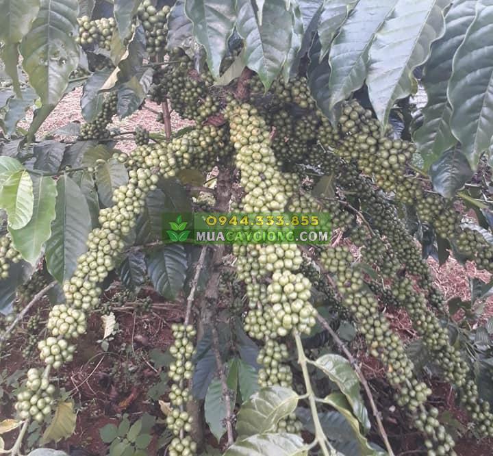 giong_ca_phe_tr4 Hạt giống cà phê TR4 (Cà phê 138) - Ảnh 1