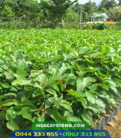 cay_giong_gao_vang Cây giống gáo vàng (vàng kiêng, gáo nam) - Ảnh 1